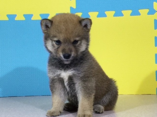 �Č��̎q���iID:1262511060�j��2���ڂ̎ʐ^/�X�V��:2016-07-28