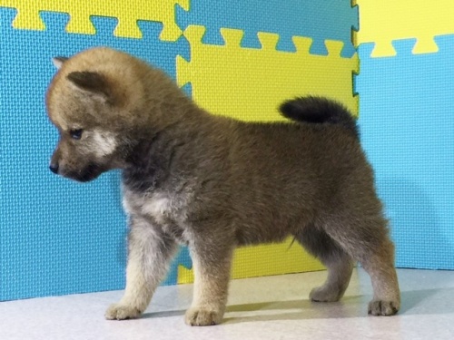 �Č��̎q���iID:1262511060�j��3���ڂ̎ʐ^/�X�V��:2016-07-28