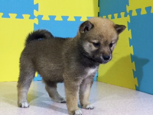 �Č��̎q���iID:1262511061�j��2���ڂ̎ʐ^/�X�V��:2016-07-28