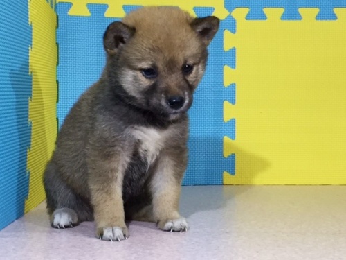 �Č��̎q���iID:1262511061�j��3���ڂ̎ʐ^/�X�V��:2016-07-28