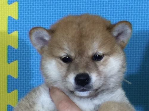 �Č��̎q���iID:1262511062�j��1���ڂ̎ʐ^/�X�V��:2016-07-29