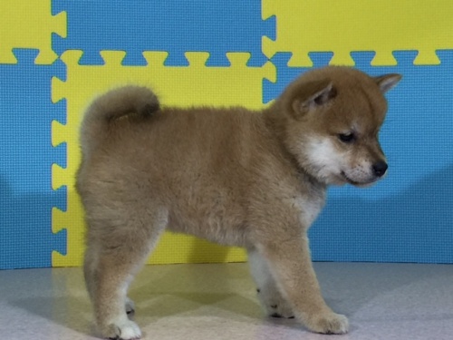 �Č��̎q���iID:1262511062�j��2���ڂ̎ʐ^/�X�V��:2016-07-29