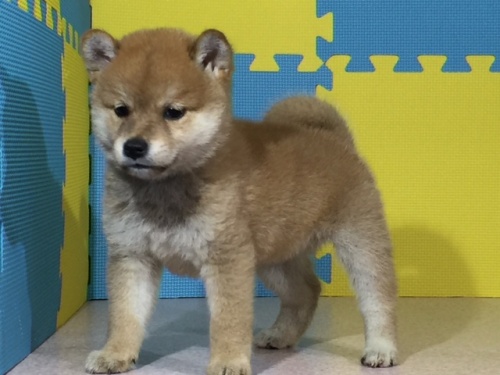 �Č��̎q���iID:1262511062�j��3���ڂ̎ʐ^/�X�V��:2016-07-29