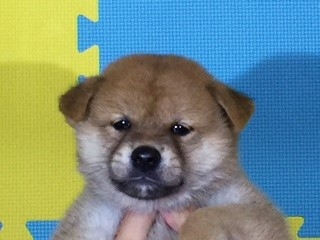 �Č��̎q���iID:1262511063�j��1���ڂ̎ʐ^/�X�V��:2016-07-29