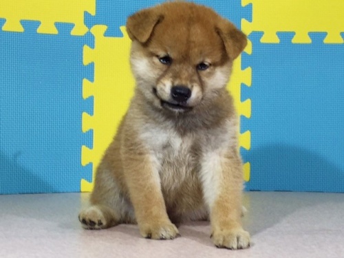 �Č��̎q���iID:1262511063�j��3���ڂ̎ʐ^/�X�V��:2016-07-29