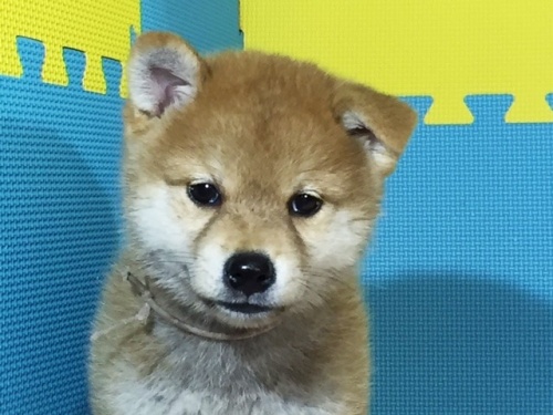 �Č��̎q���iID:1262511064�j��1���ڂ̎ʐ^/�X�V��:2016-08-08