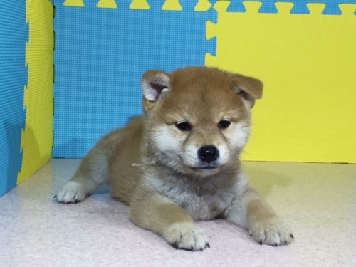 �Č��̎q���iID:1262511064�j��2���ڂ̎ʐ^/�X�V��:2016-08-08