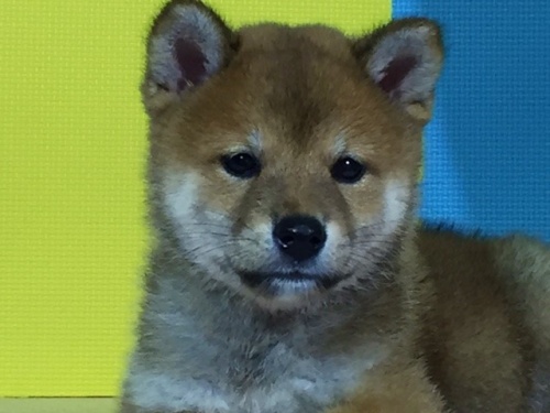 �Č��̎q���iID:1262511065�j��1���ڂ̎ʐ^/�X�V��:2016-08-08