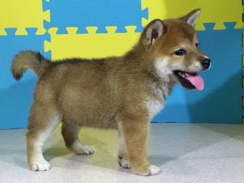 �Č��̎q���iID:1262511065�j��3���ڂ̎ʐ^/�X�V��:2016-08-08