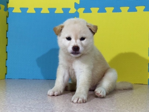 �Č��̎q���iID:1262511066�j��3���ڂ̎ʐ^/�X�V��:2016-08-01