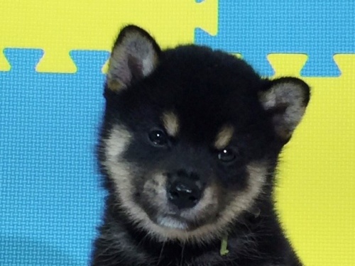 �Č��̎q���iID:1262511067�j��1���ڂ̎ʐ^/�X�V��:2016-08-01