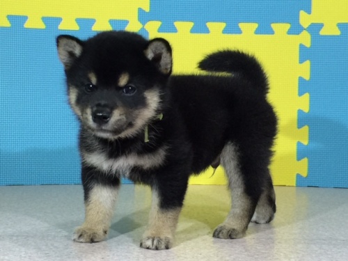 �Č��̎q���iID:1262511067�j��2���ڂ̎ʐ^/�X�V��:2016-08-01