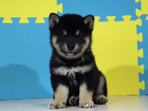 �Č��̎q���iID:1262511067�j��3���ڂ̎ʐ^/�X�V��:2016-08-01