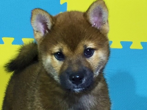 �Č��̎q���iID:1262511068�j��1���ڂ̎ʐ^/�X�V��:2016-08-02