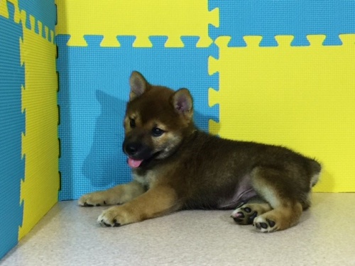 �Č��̎q���iID:1262511068�j��2���ڂ̎ʐ^/�X�V��:2016-08-02