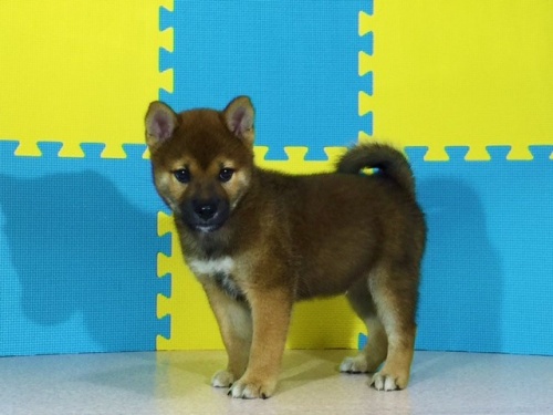 �Č��̎q���iID:1262511068�j��3���ڂ̎ʐ^/�X�V��:2016-08-02