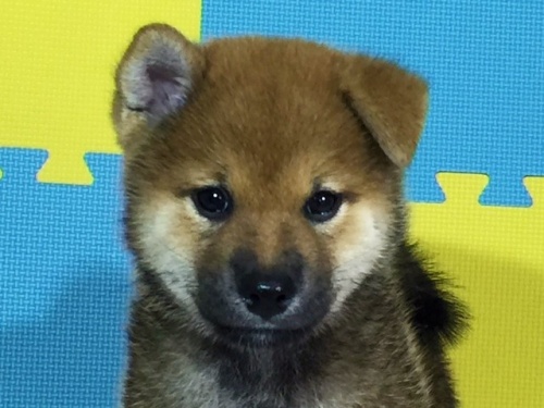 柴犬の子犬(ID:1262511069)の1枚目の写真/更新日:2016-08-02