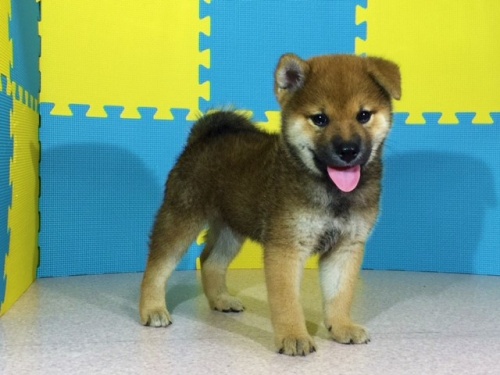 柴犬の子犬(ID:1262511069)の2枚目の写真/更新日:2016-08-02