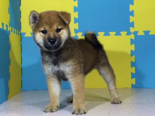 柴犬の子犬(ID:1262511069)の3枚目の写真/更新日:2016-08-02