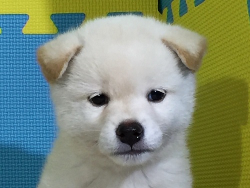 �Č��̎q���iID:1262511070�j��1���ڂ̎ʐ^/�X�V��:2016-08-03