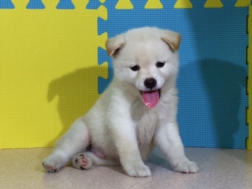 �Č��̎q���iID:1262511070�j��2���ڂ̎ʐ^/�X�V��:2016-08-03