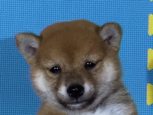 �Č��̎q���iID:1262511071�j��1���ڂ̎ʐ^/�X�V��:2016-08-04