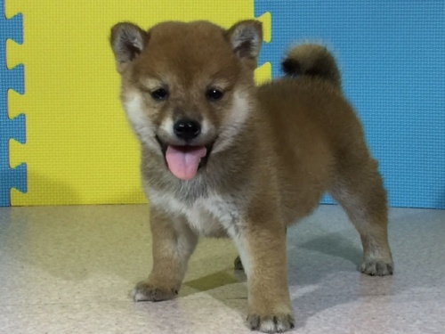 �Č��̎q���iID:1262511071�j��2���ڂ̎ʐ^/�X�V��:2016-08-04