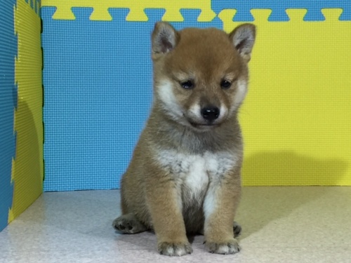 �Č��̎q���iID:1262511071�j��3���ڂ̎ʐ^/�X�V��:2016-08-04