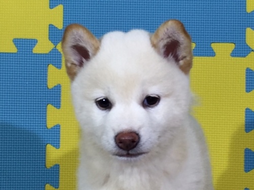 �Č��̎q���iID:1262511072�j��1���ڂ̎ʐ^/�X�V��:2016-08-05