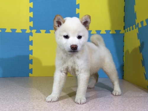 �Č��̎q���iID:1262511072�j��3���ڂ̎ʐ^/�X�V��:2016-08-05