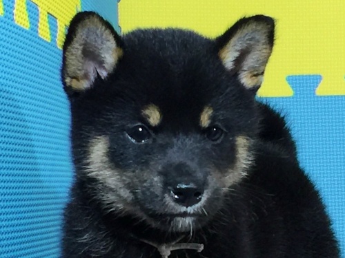 �Č��̎q���iID:1262511073�j��1���ڂ̎ʐ^/�X�V��:2016-08-06