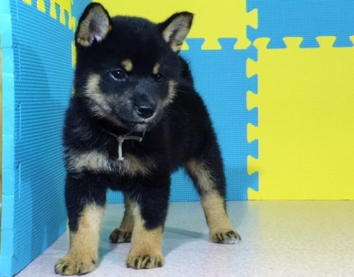 �Č��̎q���iID:1262511073�j��2���ڂ̎ʐ^/�X�V��:2016-08-06