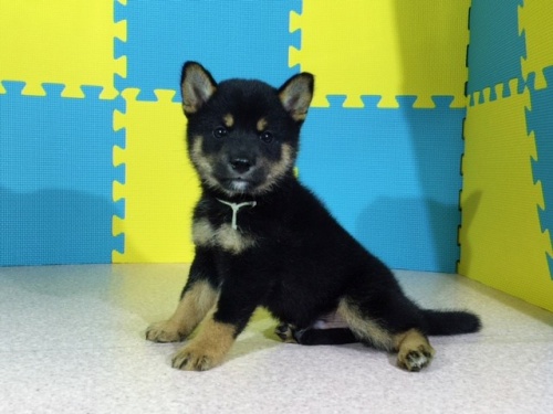 �Č��̎q���iID:1262511073�j��3���ڂ̎ʐ^/�X�V��:2016-08-06