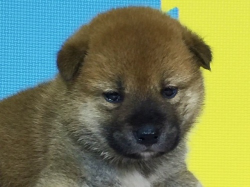 �Č��̎q���iID:1262511074�j��1���ڂ̎ʐ^/�X�V��:2016-08-06