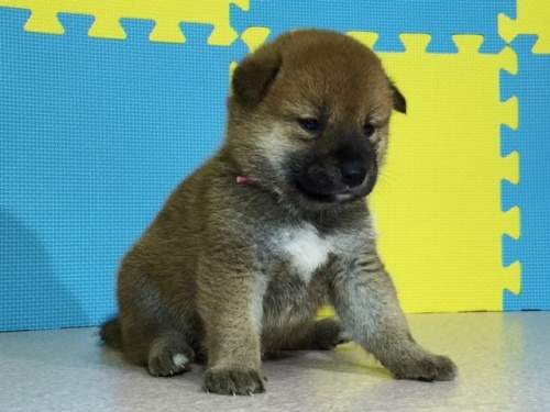 �Č��̎q���iID:1262511074�j��2���ڂ̎ʐ^/�X�V��:2016-08-06