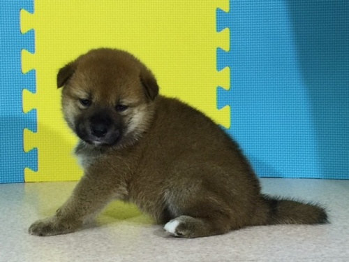 �Č��̎q���iID:1262511074�j��3���ڂ̎ʐ^/�X�V��:2016-08-06