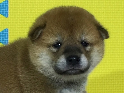 �Č��̎q���iID:1262511075�j��1���ڂ̎ʐ^/�X�V��:2016-08-07