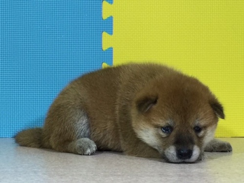 �Č��̎q���iID:1262511075�j��2���ڂ̎ʐ^/�X�V��:2016-08-07