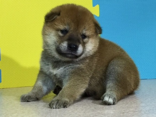 �Č��̎q���iID:1262511075�j��3���ڂ̎ʐ^/�X�V��:2016-08-07