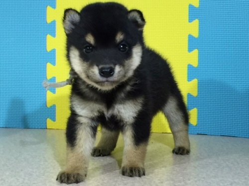 �Č��̎q���iID:1262511076�j��2���ڂ̎ʐ^/�X�V��:2016-08-07