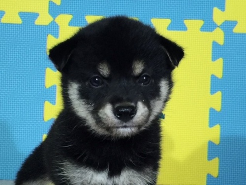 �Č��̎q���iID:1262511077�j��1���ڂ̎ʐ^/�X�V��:2016-08-07