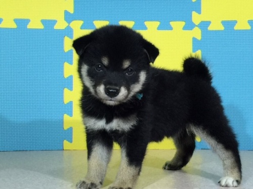 �Č��̎q���iID:1262511077�j��2���ڂ̎ʐ^/�X�V��:2016-08-07