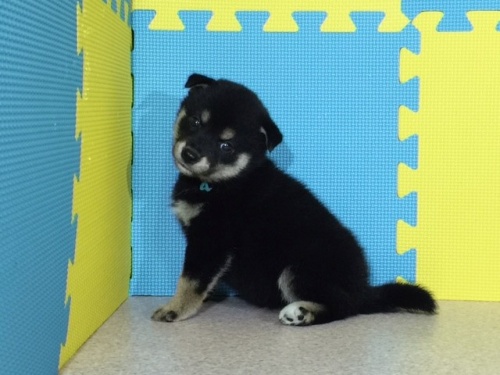 �Č��̎q���iID:1262511077�j��3���ڂ̎ʐ^/�X�V��:2016-08-07