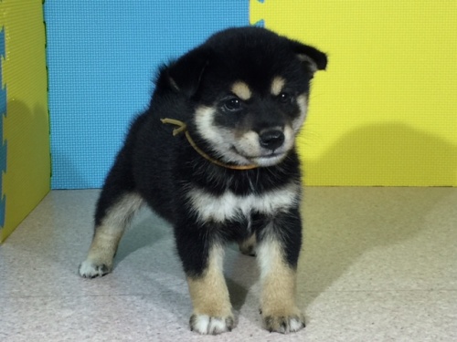 �Č��̎q���iID:1262511078�j��2���ڂ̎ʐ^/�X�V��:2016-08-07