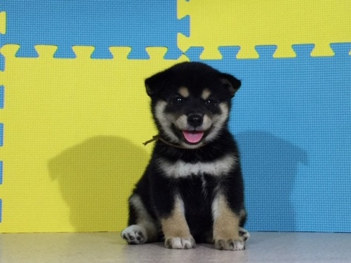 �Č��̎q���iID:1262511078�j��3���ڂ̎ʐ^/�X�V��:2016-08-07