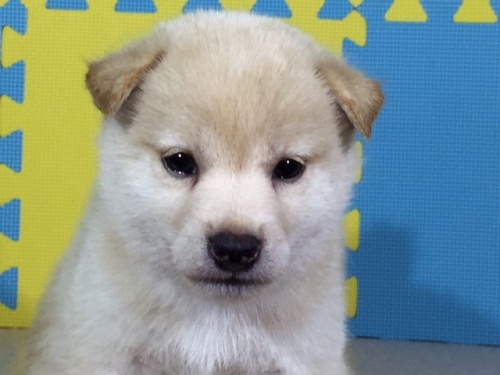 �Č��̎q���iID:1262511079�j��1���ڂ̎ʐ^/�X�V��:2016-08-09