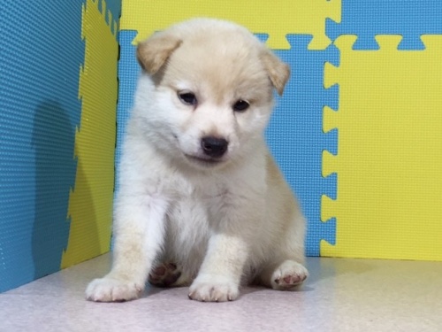 �Č��̎q���iID:1262511079�j��2���ڂ̎ʐ^/�X�V��:2016-08-09