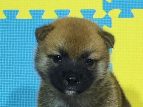 �Č��̎q���iID:1262511080�j��1���ڂ̎ʐ^/�X�V��:2016-08-09