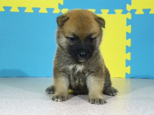 �Č��̎q���iID:1262511080�j��2���ڂ̎ʐ^/�X�V��:2016-08-09