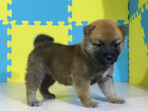 �Č��̎q���iID:1262511080�j��3���ڂ̎ʐ^/�X�V��:2016-08-09